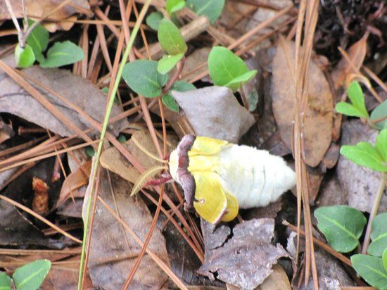 Sweetgum Swamp Trail
